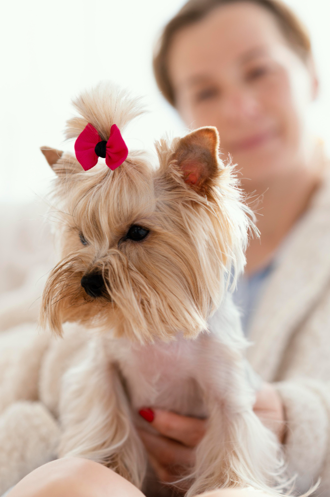 Small dog freshly groomed with a bow