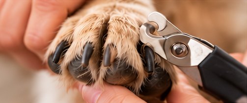 Trimming a dog’s nails